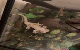Gecko reptiles for sale: Crested Gecko w/ full setup *collection only* - Image 2