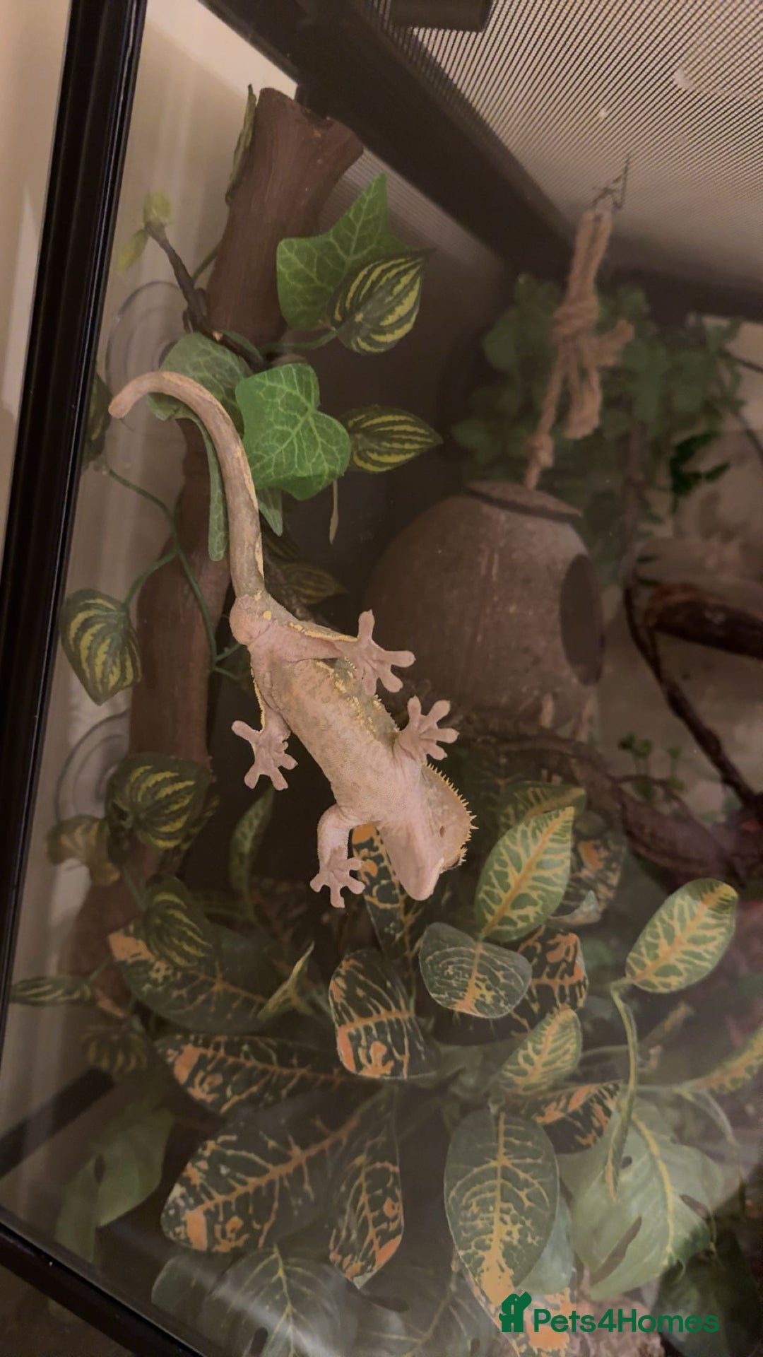 Gecko reptiles for sale: Crested Gecko w/ full setup *collection only* - Image 2