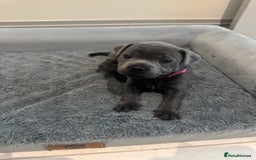 Staffordshire Bull Terrier dogs for sale: Champion sired blue Staffy pups - Image 4