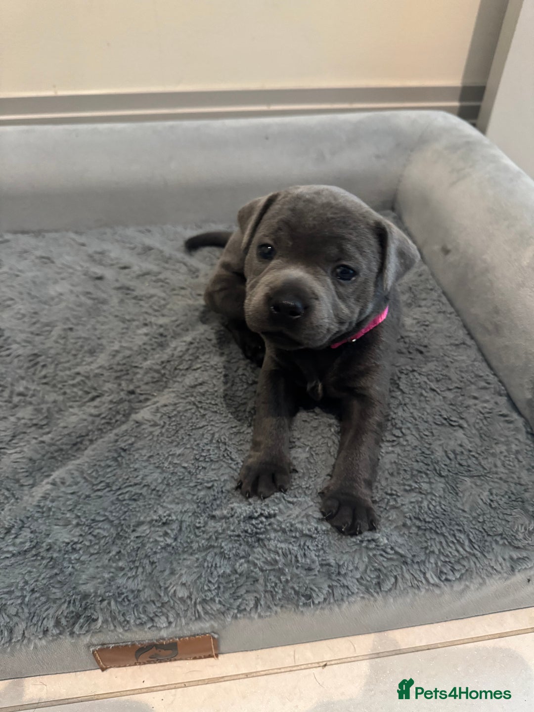 Staffordshire Bull Terrier dogs for sale: Champion sired blue Staffy pups - Image 4