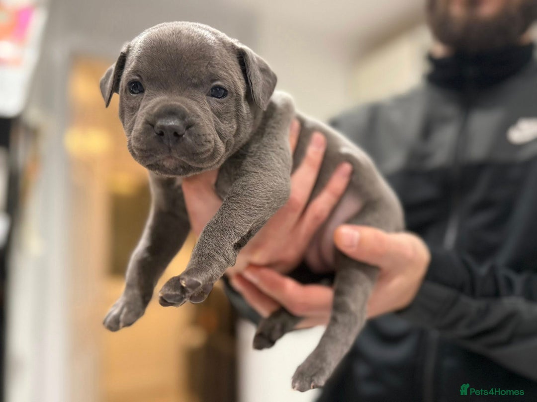 Staffordshire Bull Terrier dogs for sale: KC blue staffordshire bull terrier - Advert 6