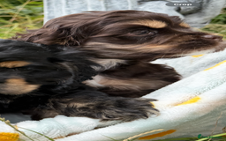 American Cocker Spaniel dogs for sale: Stunning American cocker spaniel puppies  - Image 10