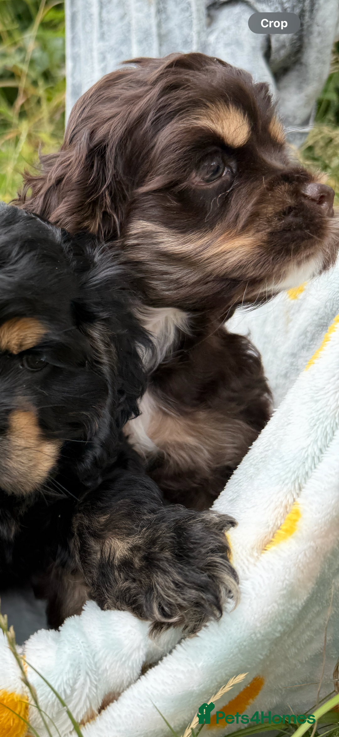 American Cocker Spaniel dogs for sale: Stunning American cocker spaniel puppies  - Image 10
