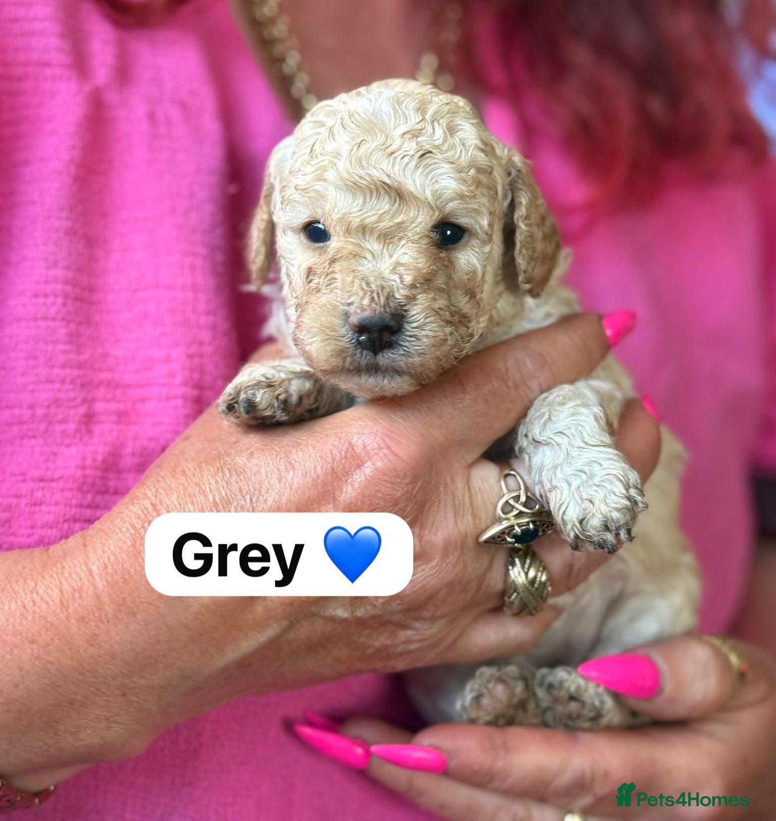 Mixed Breed dogs Adorable Poodle Puppies - Advert 4