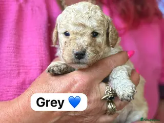 Mixed Breed dogs Adorable Poodle Puppies - Advert 4