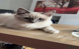 Ragdoll cats for sale: Beautiful Female Ragdoll Kitten  - Image 4