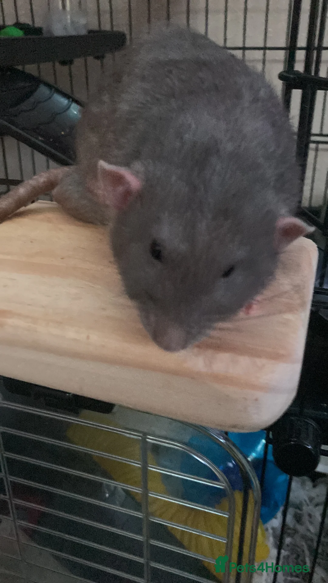 Rat rodents for sale: Beautiful rats - Advert 2