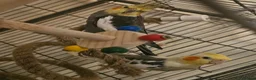 Cockatiels birds for sale: 2 bonded male cockatiels  in Peterborough - Advert 4