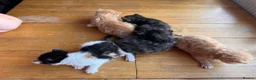 American Shorthair cats for sale: 5 beautiful kittens available  - Advert 12