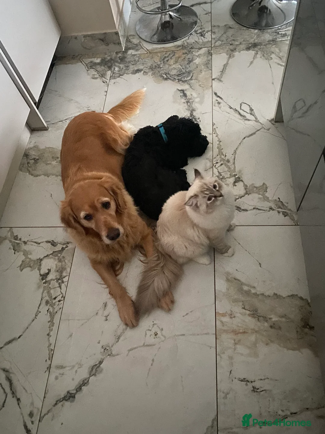 Cockapoo dogs for sale: ‼️ Attention Please ‼️ - Advert 11