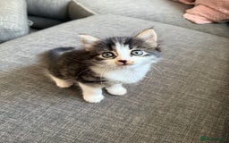 Mixed Breed cats for sale: Mixed breed kittens - Image 27