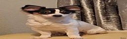 Mixed Breed dogs for sale: Chihuahua / Papillon mix. Female. - Advert 2