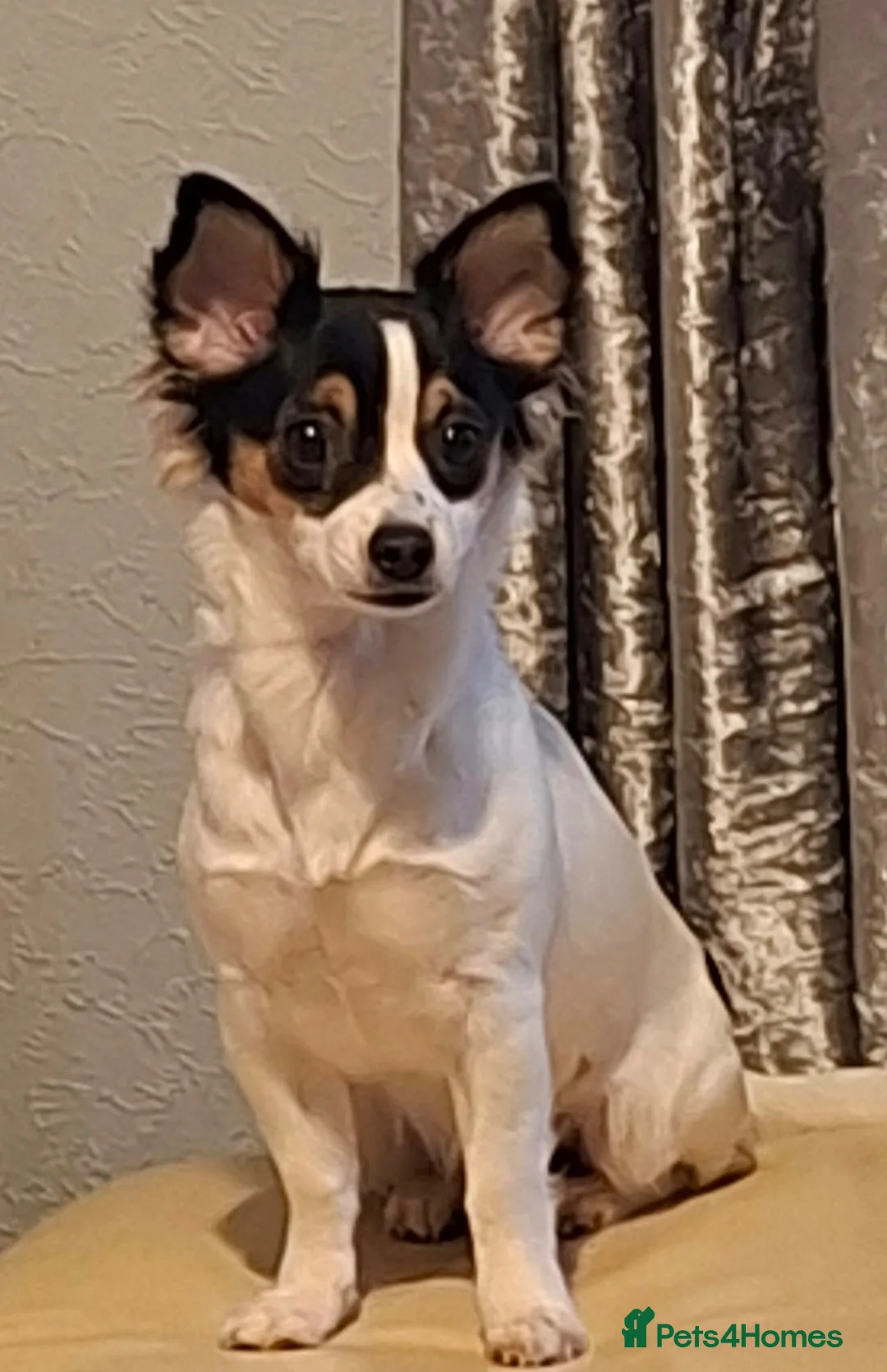 Mixed Breed dogs for sale: Chihuahua / Papillon mix. Female. - Advert 2