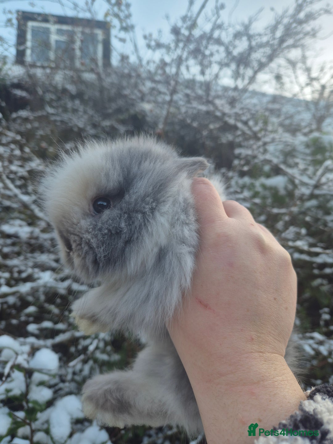 Angora rabbits for sale: 💖💙Ready in 2 weeks- Blue harli teddydwerg💙💖 - Advert 17
