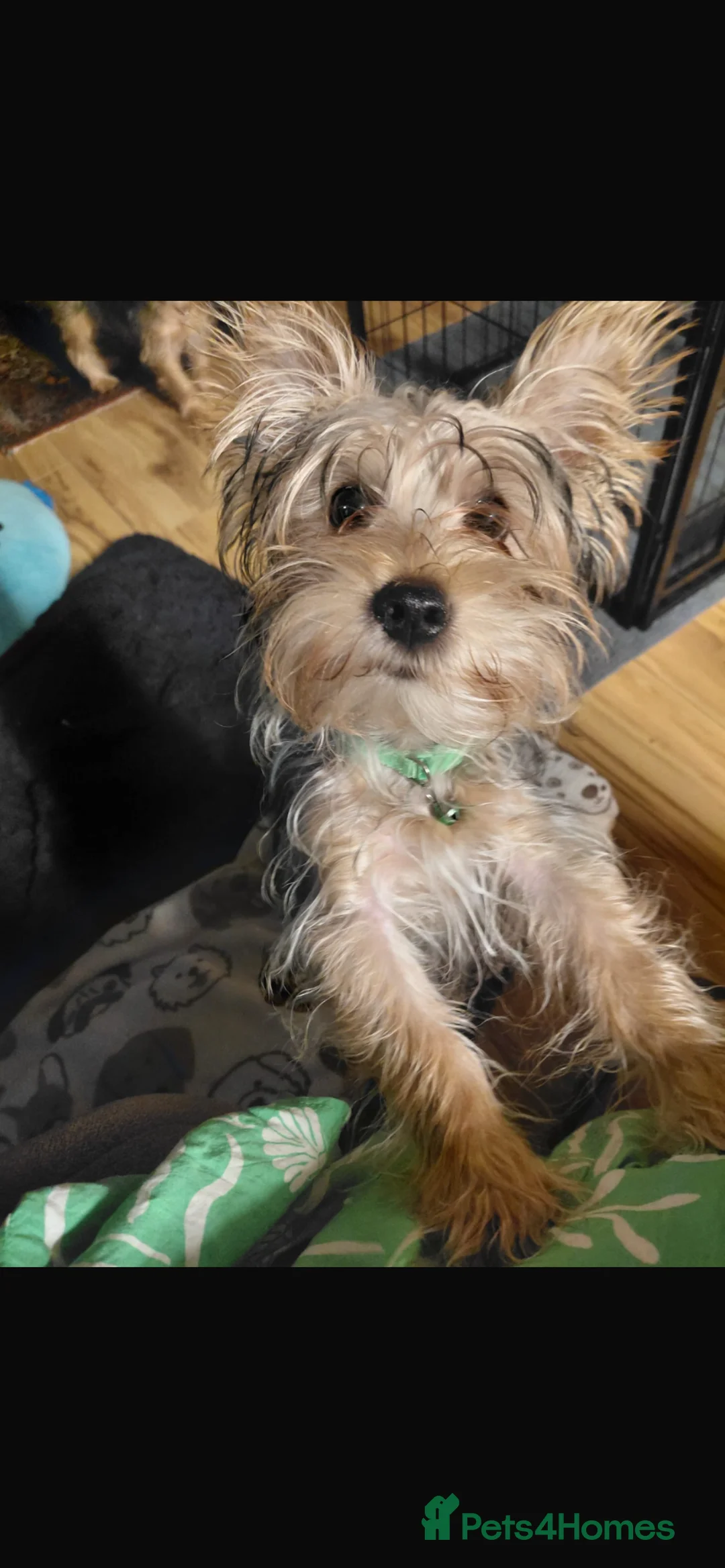 Yorkshire Terrier dogs for sale: Pure Yorkshire Terrier Pups - READY NOW 🐾 in London - Advert 2