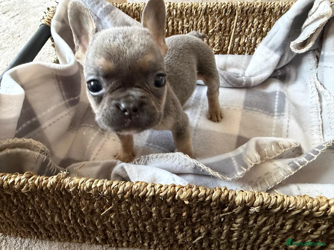 French Bulldog dogs for sale: Beautiful French bulldog puppies  - Advert 2