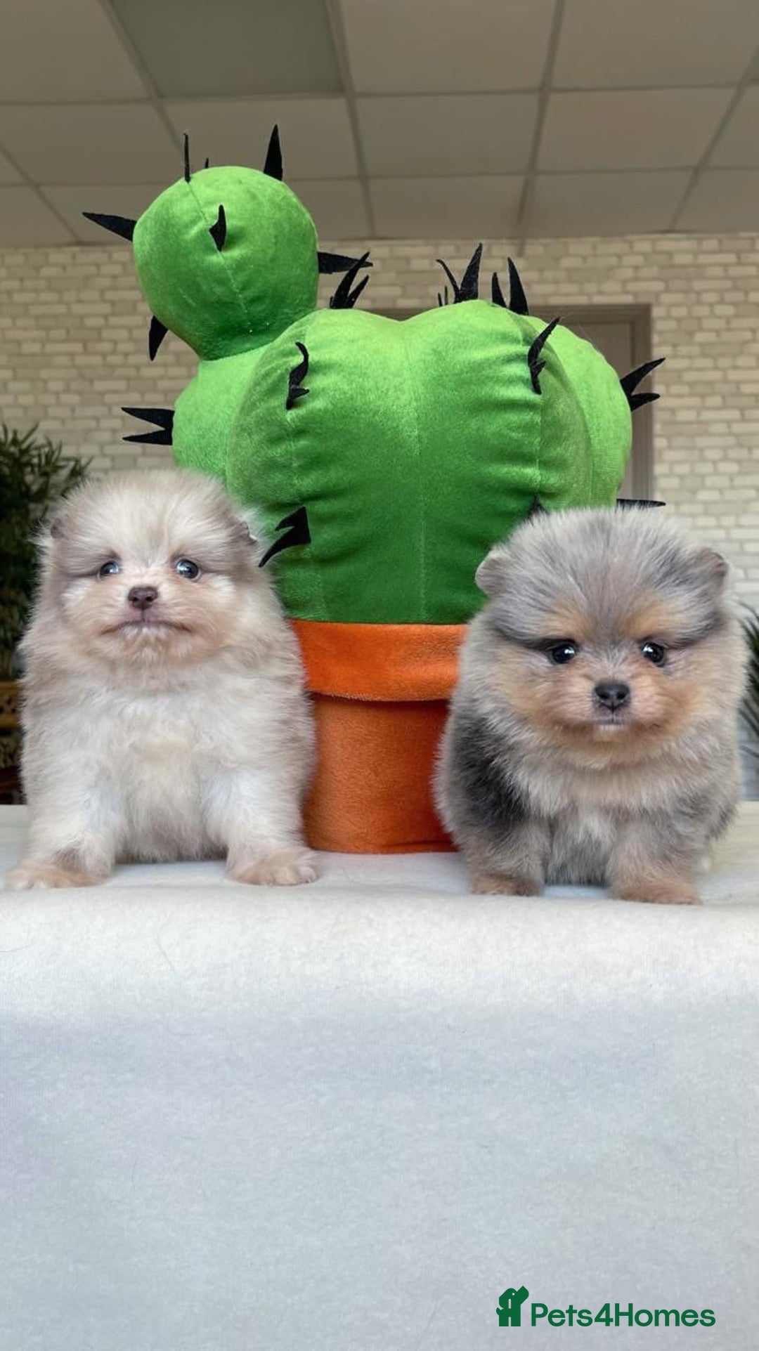 Pomeranian dogs for stud: Rare Blue & Tan Merle Pomeranian Stud– No Fee (£0) - Image 4
