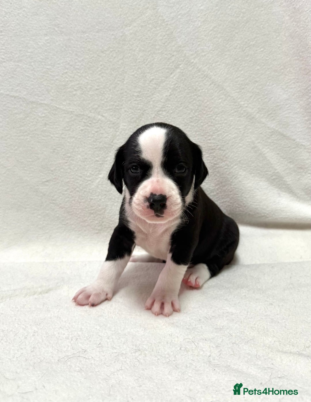 Mixed Breed dogs for sale: Cockerbulls - Advert 6