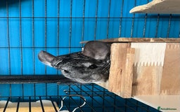 Chinchilla rodents for sale: Female Chinchilla 4yrs with cage & accessories  - Image 1