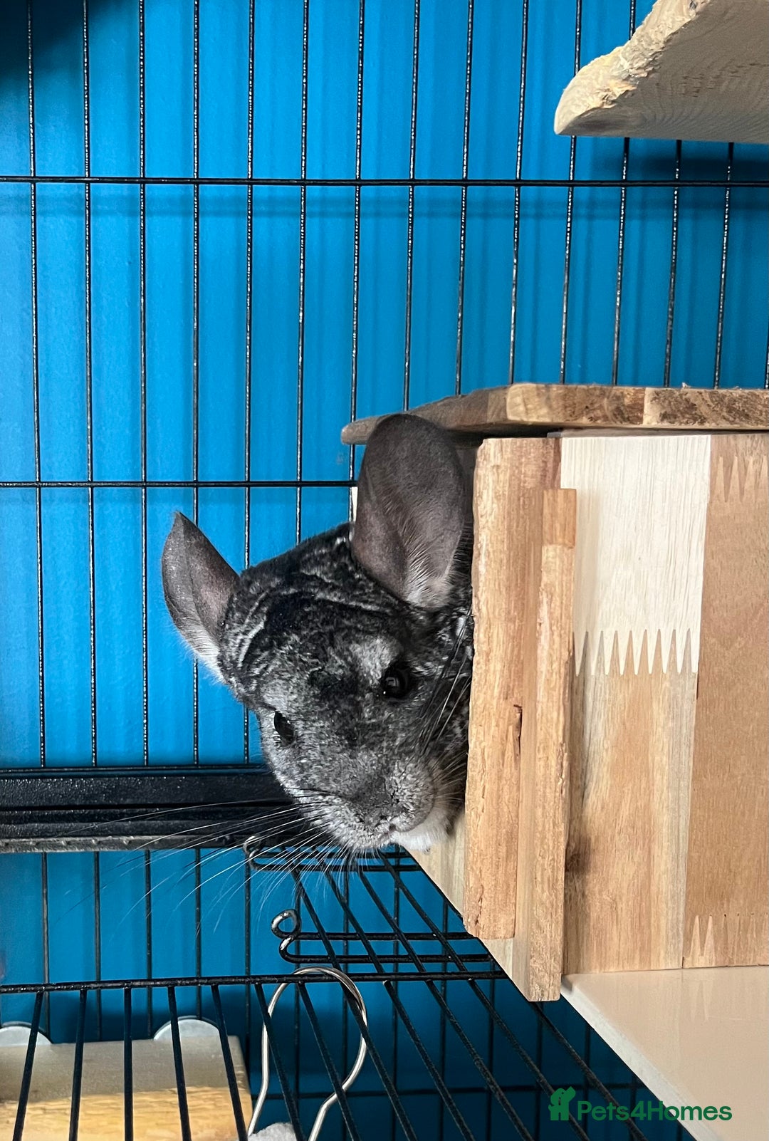 Chinchilla rodents for sale: Female Chinchilla 4yrs with cage & accessories  - Image 1