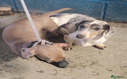 Miniature Dachshund dogs for stud: PRA CLEAR BLUE PIED DAPPLE STUD - Image 8