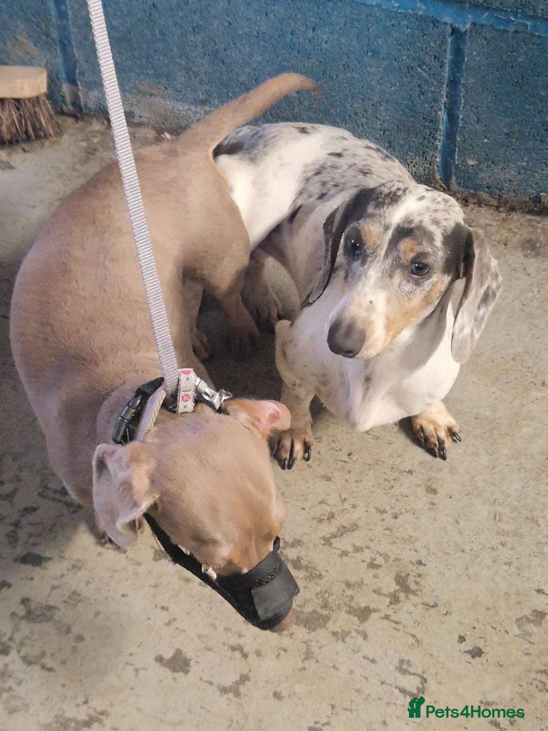 Miniature Dachshund dogs for stud: PRA CLEAR BLUE PIED DAPPLE STUD - Image 8