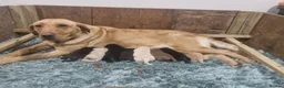Labrador Retriever dogs for sale: **Stunning Yellow KC registered Pup** - Advert 2