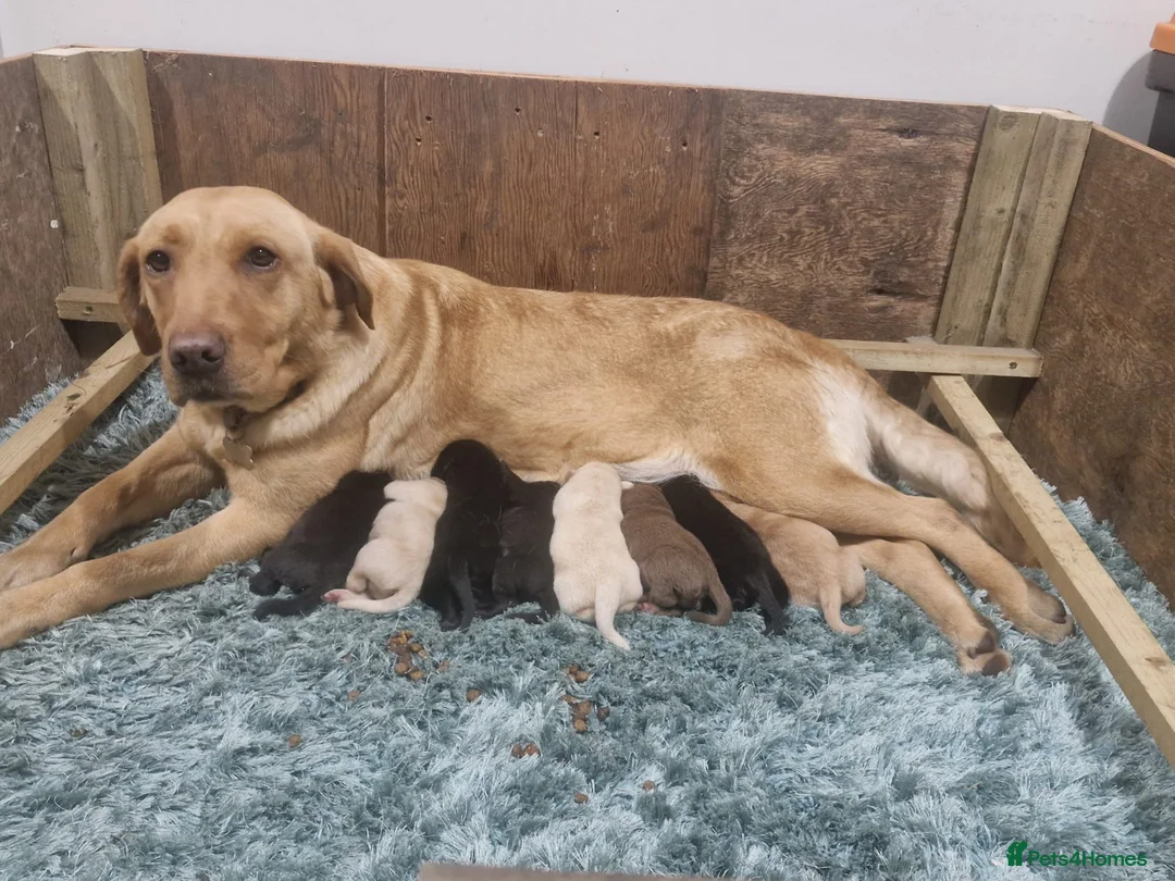 Labrador Retriever dogs for sale: **Stunning Yellow KC registered Pup** - Advert 2