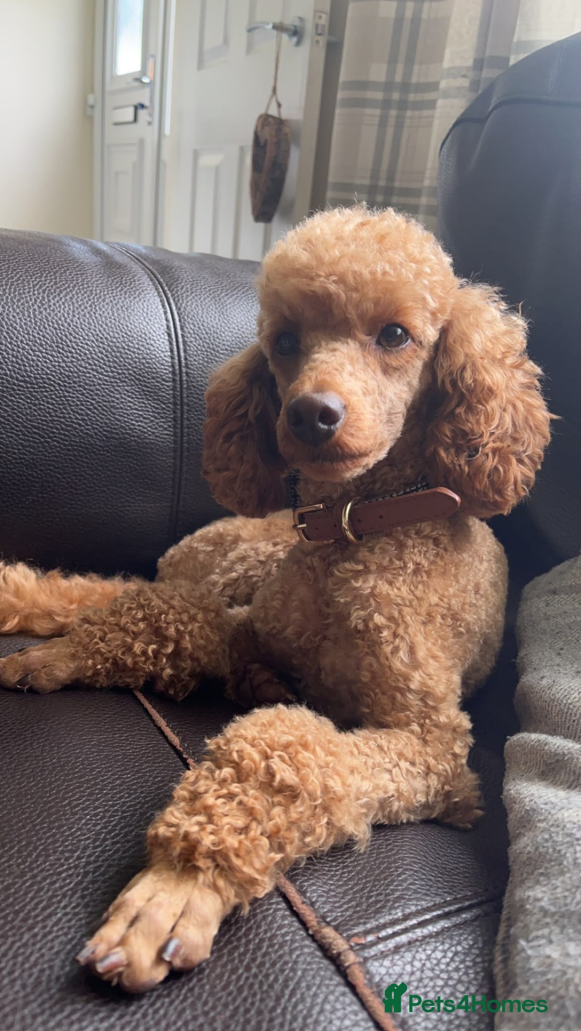Toy Poodle dogs KC Registered Red Toy Poodles - Advert 1