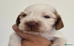 Cocker Spaniel dogs for sale: Kc registered health tested SHOW cocker spainel  - Image 3