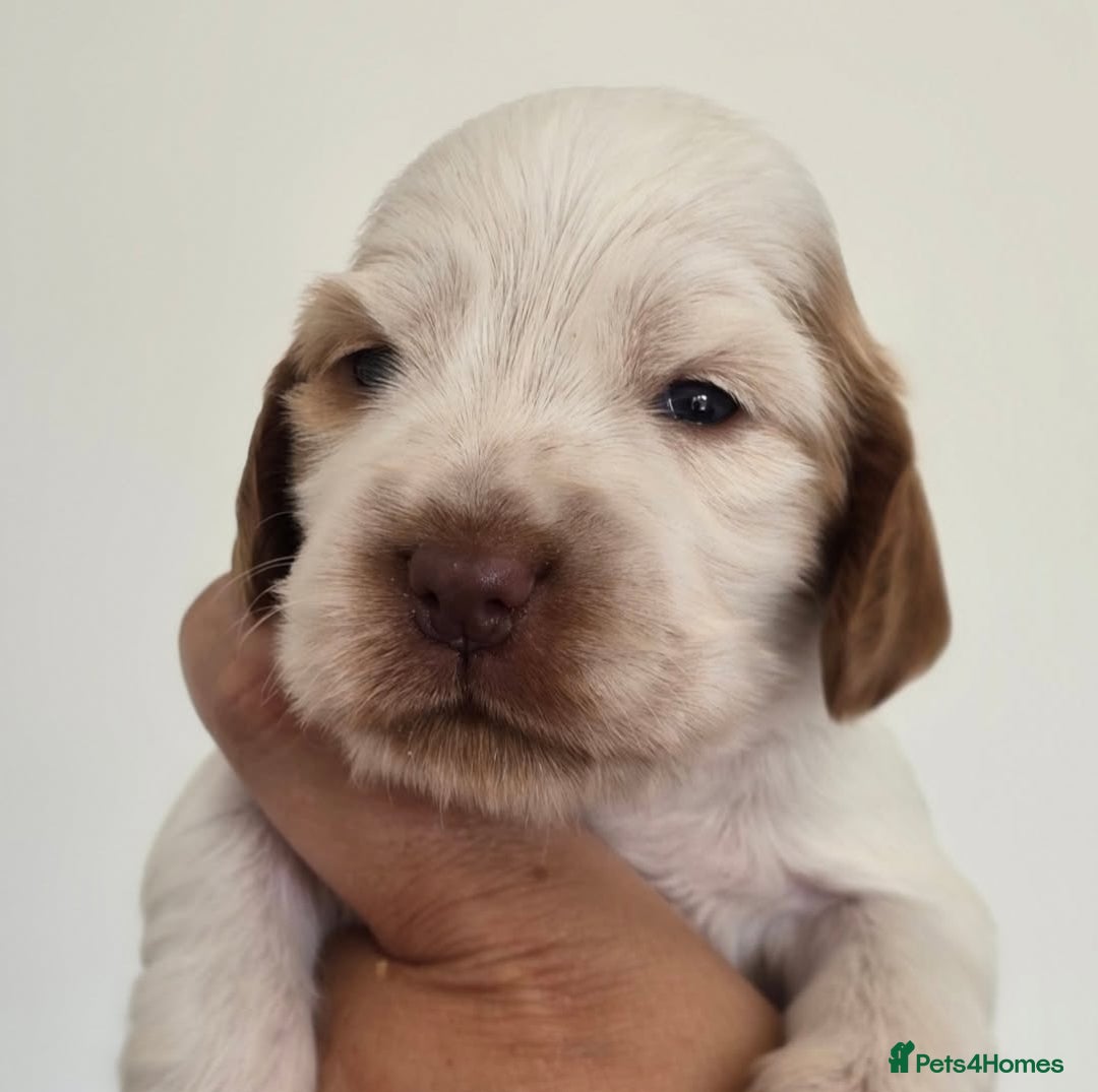 Cocker Spaniel dogs for sale: Kc registered health tested SHOW cocker spainel  - Image 3