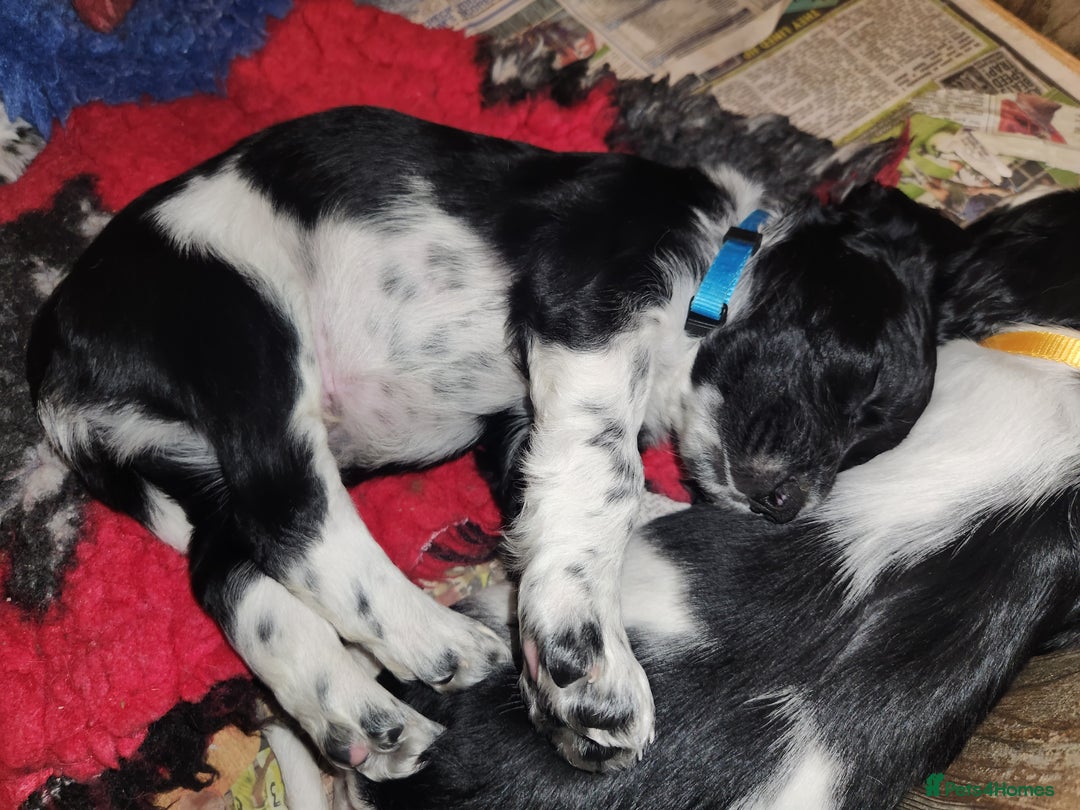 English Springer Spaniel dogs for sale: KC Registered ESS Pups *WELL MARKED* - Image 27
