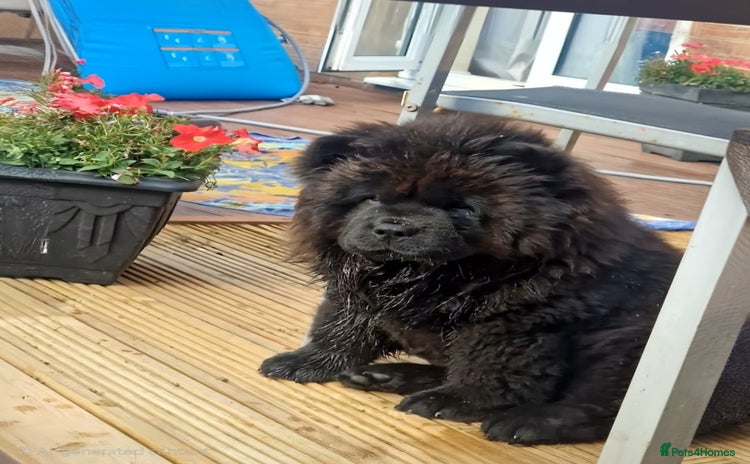 Chow Chow dogs in Wednesbury - Advert 10