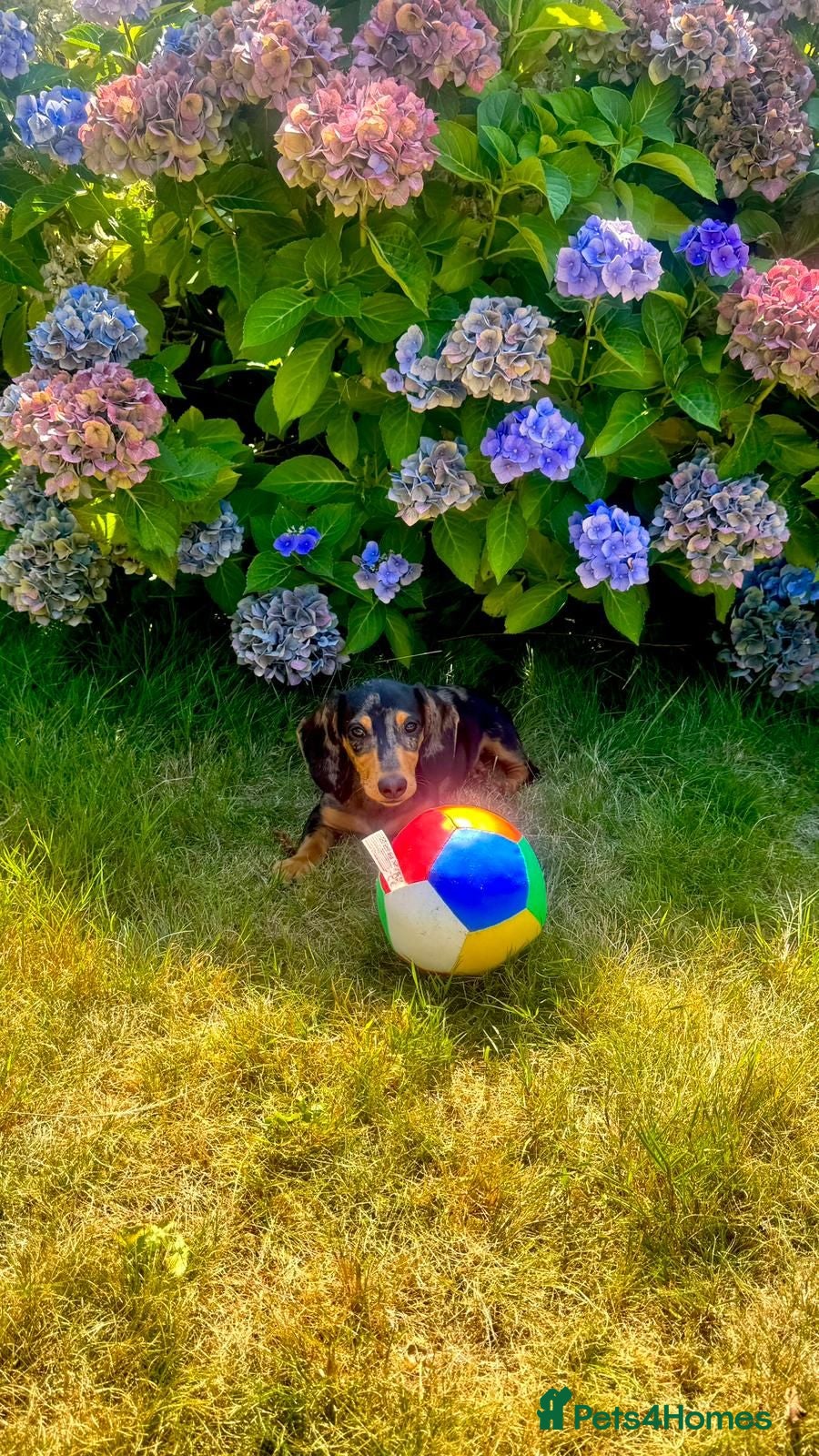Dachshund dogs Miniature dash hound  - Advert 2