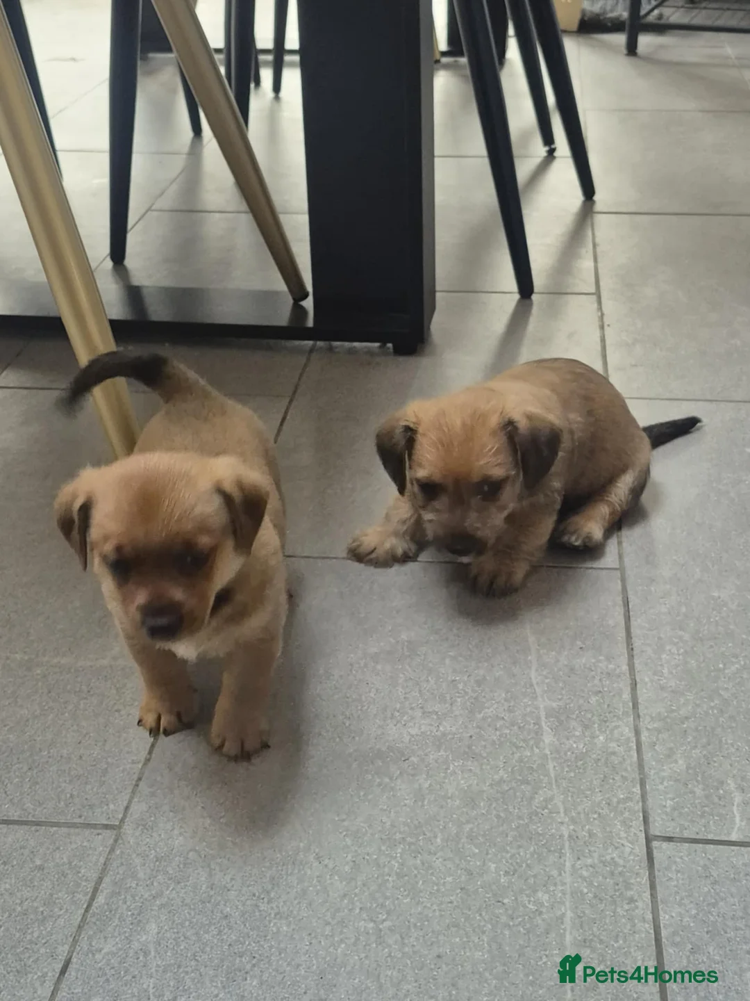 Jackapoo dogs for sale: Jackapoo type pups - Advert 4