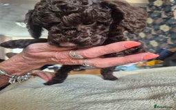 Sproodle dogs for sale: Beautiful Sproodles 1 black girl&1 chocolate boy - Image 12