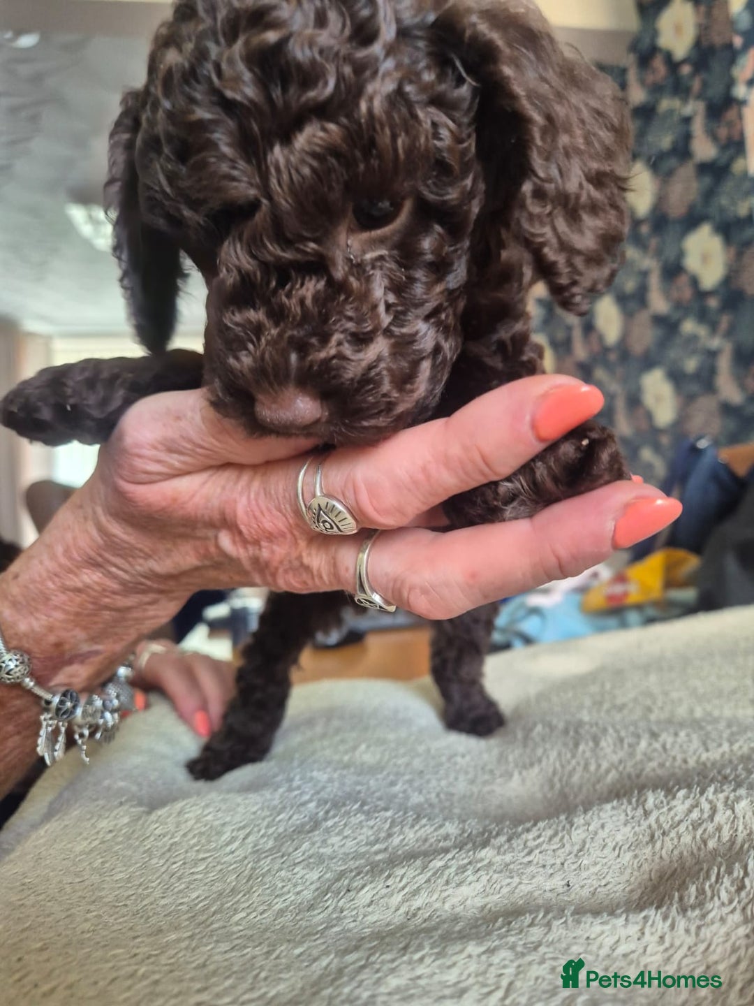 Sproodle dogs for sale: Beautiful Sproodles 1 black girl&1 chocolate boy - Image 12