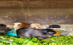 Guinea Pig rodents for sale: Mixed Female Guinea Pigs - Image 6