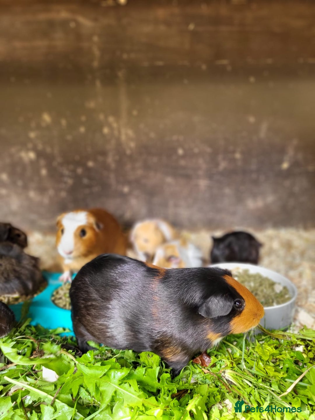 Guinea Pig rodents for sale: Mixed Female Guinea Pigs - Image 6