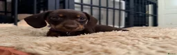 Miniature Dachshund dogs for sale: Alice 💖 & Arthur 💙 - Advert 6