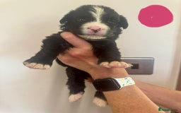 Mixed Breed dogs for sale: Labernese x Bernese mountain dog puppies  - Image 20