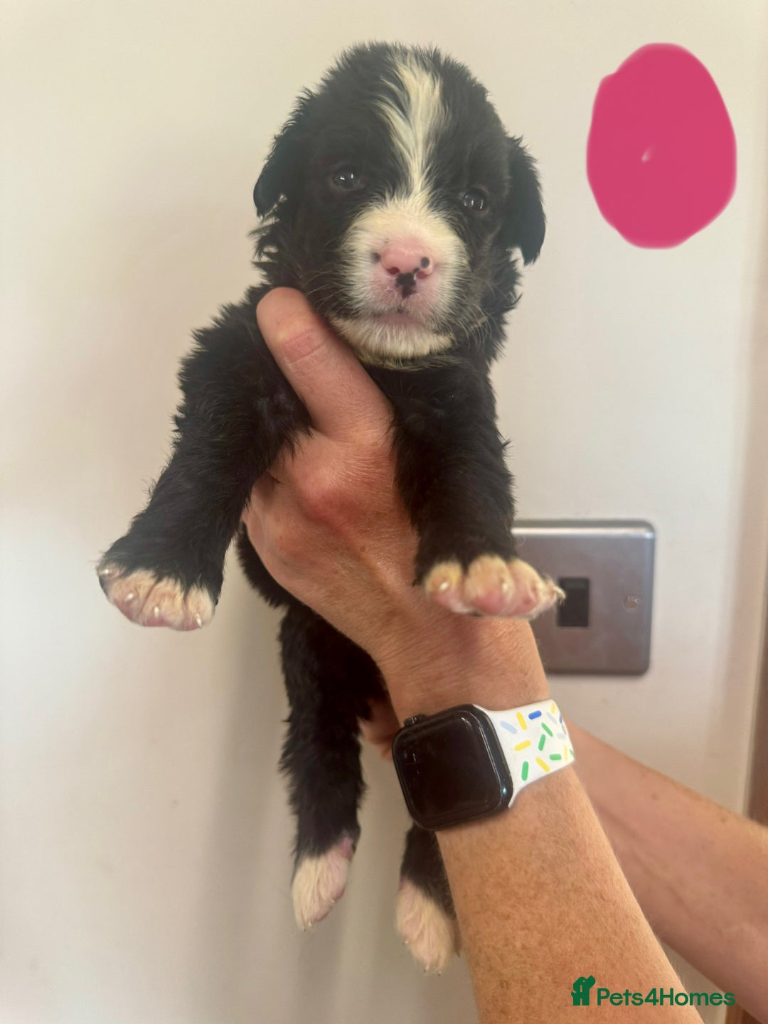 Mixed Breed dogs for sale: Labernese x Bernese mountain dog puppies  - Image 20