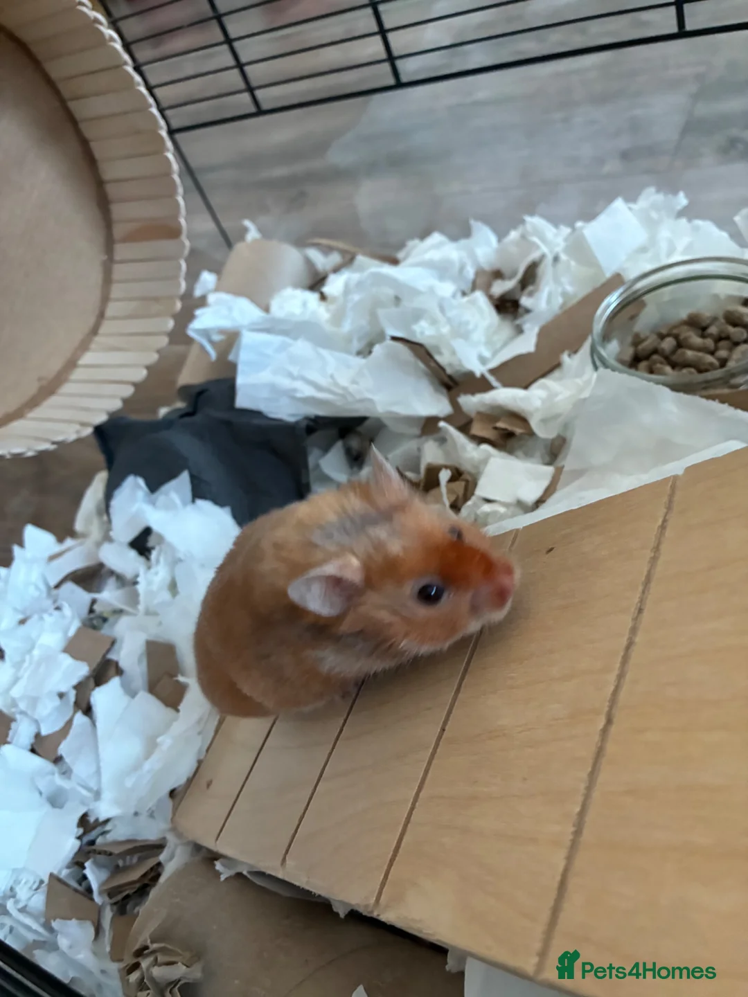 Hamster rodents for sale: Calm young hamster - Mocha  in Tonbridge - Advert 2