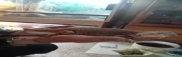 Bearded Dragon reptiles for sale: Babies bearded dragons  - Advert 12