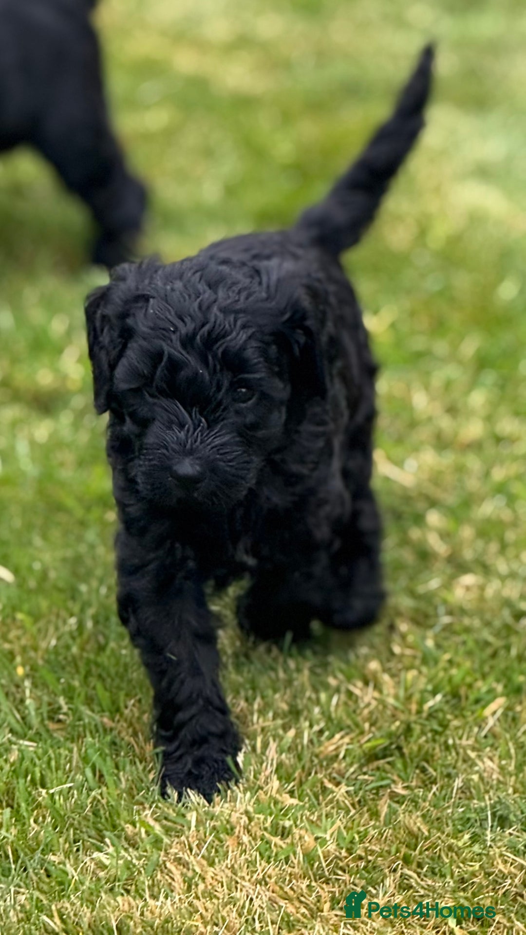 Mixed Breed dogs for sale: 🐾F3 Irish X Australian Labradoodle Puppies  - Advert 12