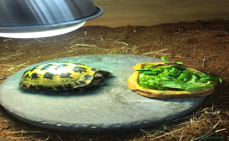 Tortoise reptiles - Advert 1
