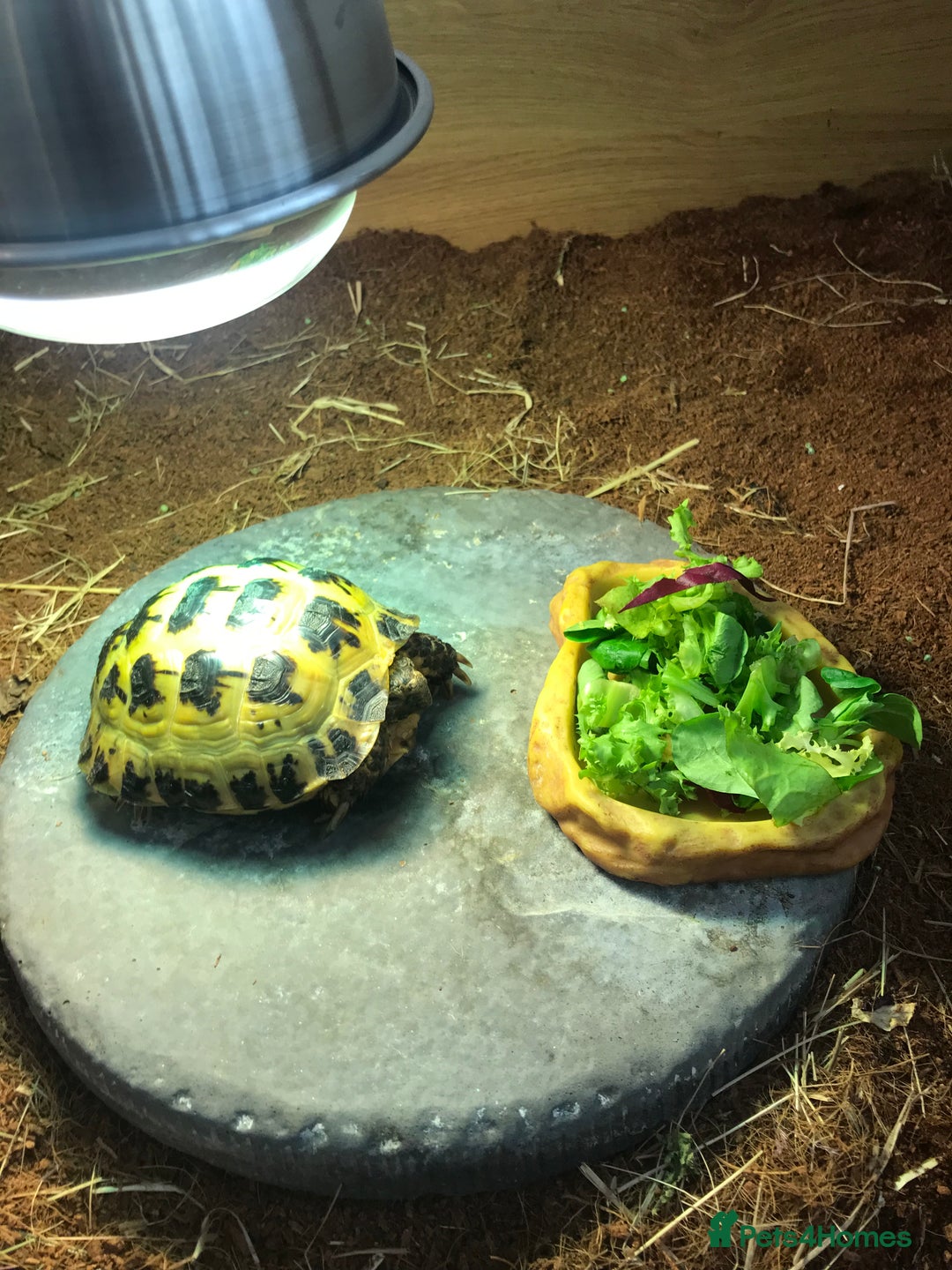 Tortoise reptiles for sale: Horse field tortoise  - Image 1