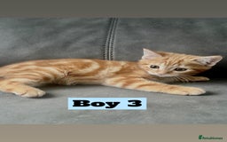 British Shorthair cats for sale: Beautiful Purebreed British Shorthair X Tabby - Image 16