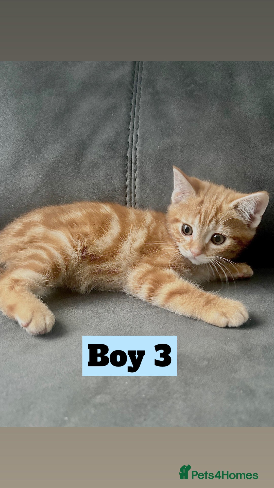 British Shorthair cats for sale: Beautiful Purebreed British Shorthair X Tabby - Image 16