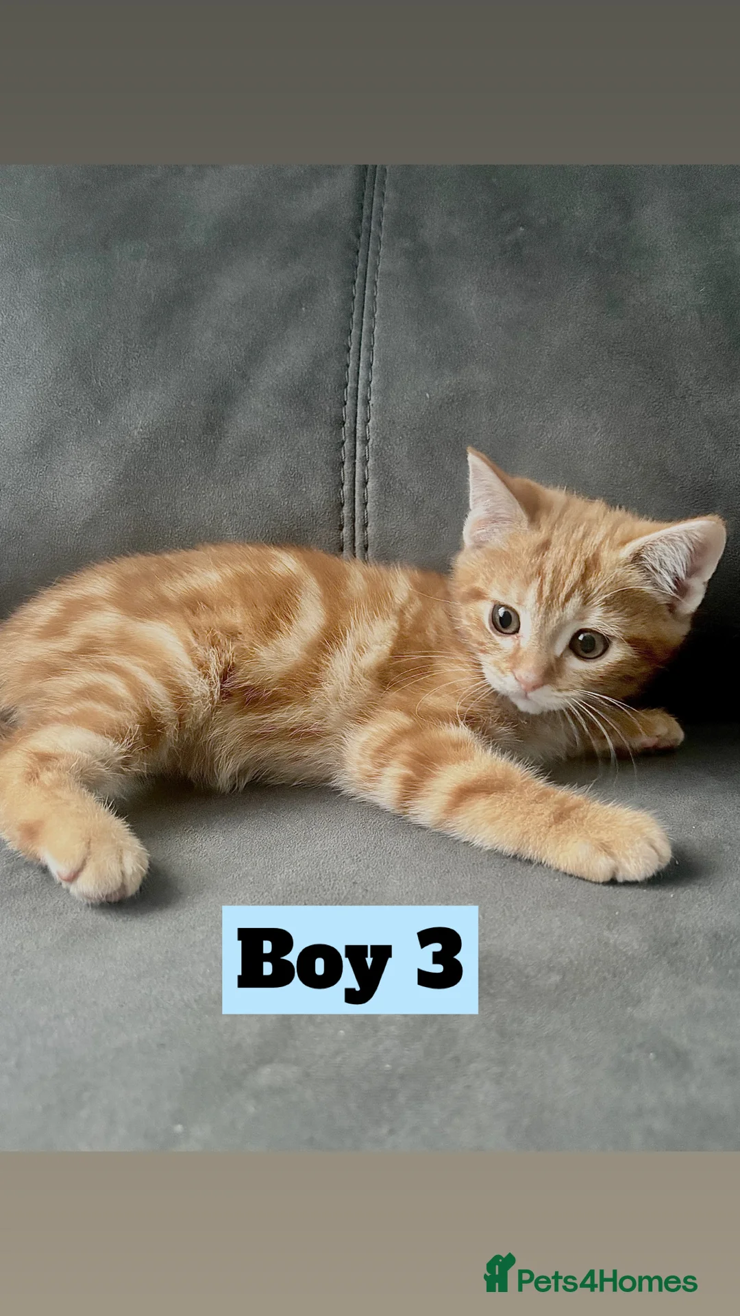 British Shorthair cats for sale: Beautiful Purebreed British Shorthair X Tabby - Advert 16